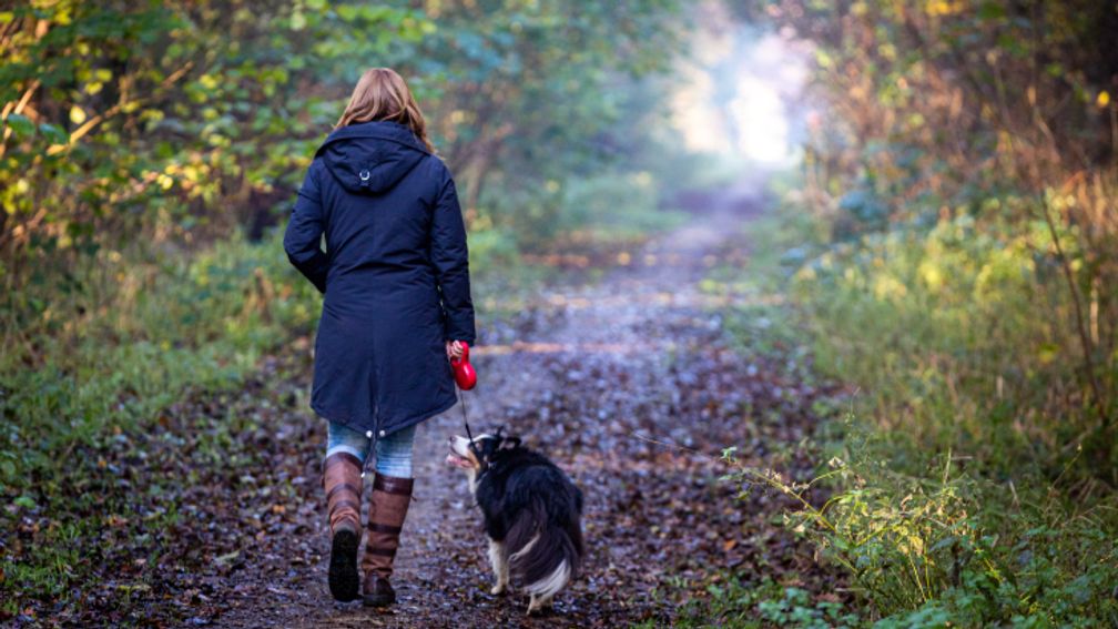 Honden op meer plekken in Utrechtse natuur aan de lijn vanwege wolf