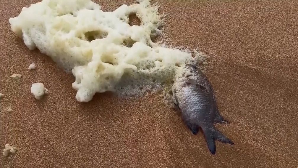 Zieke surfers, dode vissen en mysterieus schuim aan Australische kust