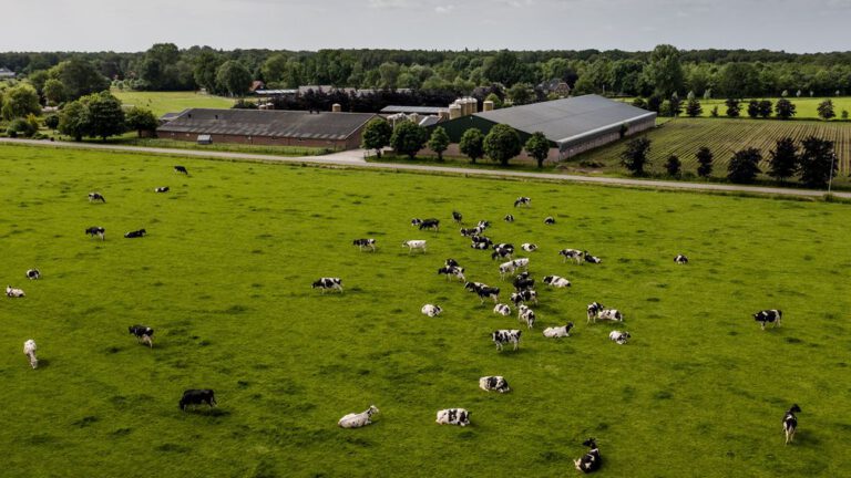 Gemeenten zijn bang voor afhakers bij uitkoopregeling veehouderij