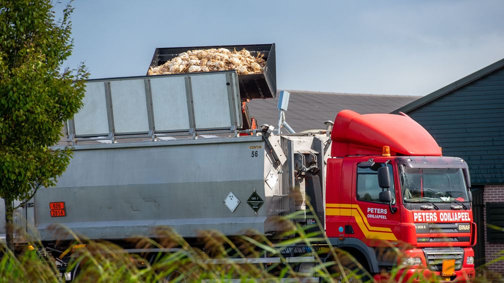 Weer vogelgriep in Sint-Gillis-Waas bij Nederlandse grens