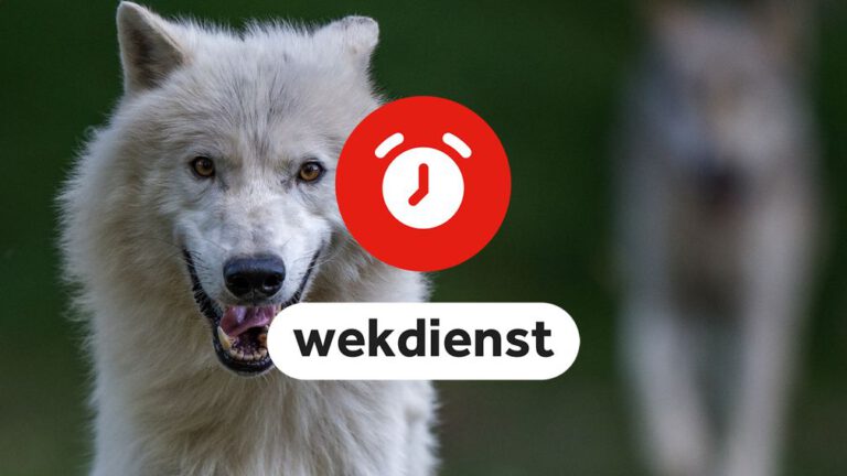 Wekdienst 7/3: Lagere beschermingsstatus voor wolf in EU • Kabinet buigt zich weer over asielplannen Faber