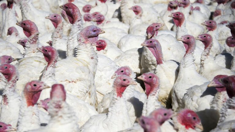 Vogelgriep op boerderij in Putten, duizenden kalkoenen geruimd