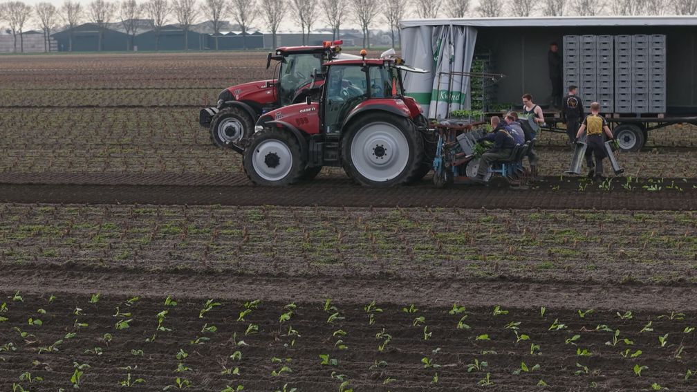 Eerste bloemkool en broccoli geplant, maar oogst 'instabieler' dan vroeger