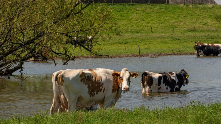 Milieubeleid helpt, maar stikstofbeleid blijft ver achter