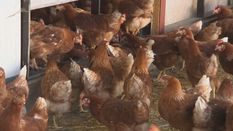 Proef met vogelgriepvaccin van start: 'Gaan nu dieren beschermen'