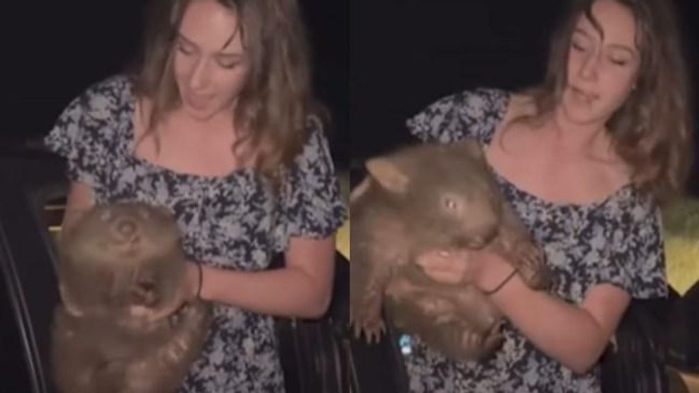 Influencer VS die babywombat van moeder afpakte in Australië biedt excuses aan