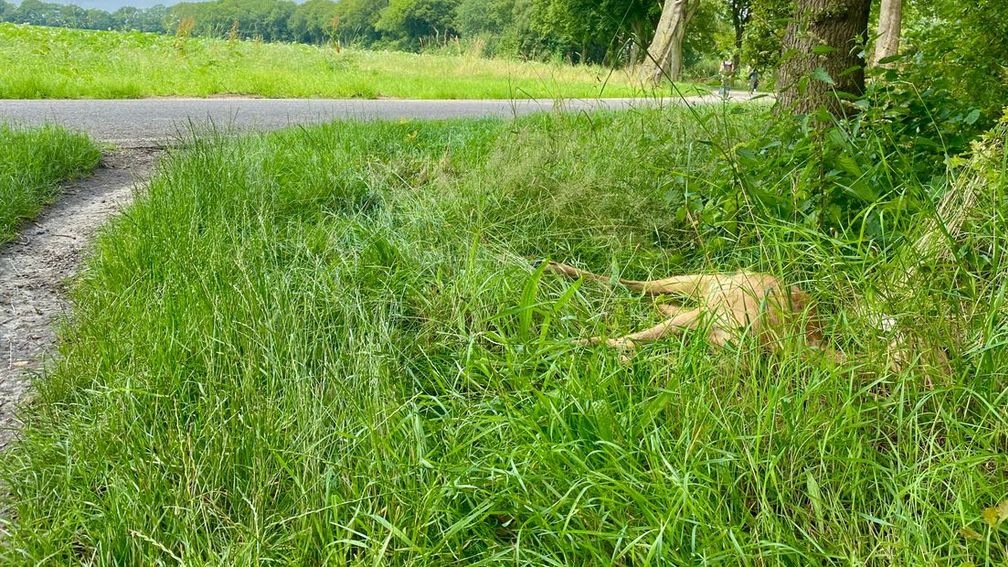 Op last van de rechter stopt Drenthe met afschot reeën