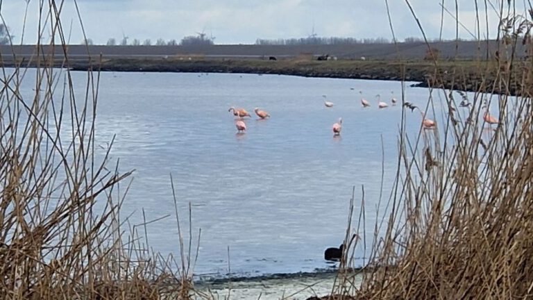 Bezoekers hinderen flamingo's Grevelingenmeer: 'Geen respect voor natuur'