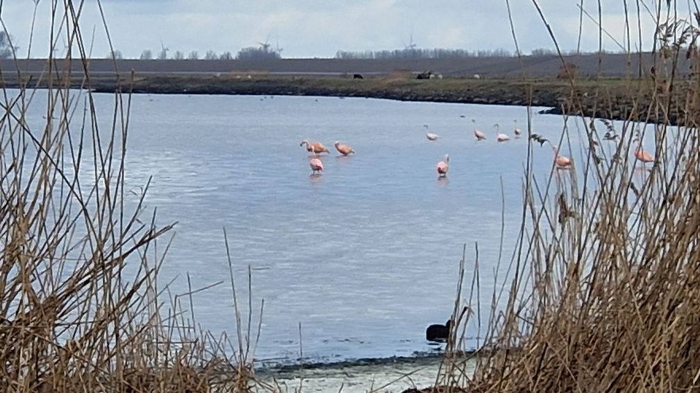 Bezoekers hinderen flamingo's Grevelingenmeer: 'Geen respect voor natuur'